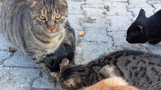 Sokak hayvanlarını beslediniz mi hiç?