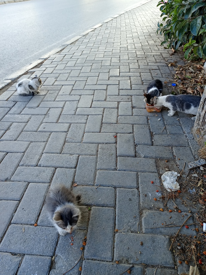 Sokaktaki canlılara mama veriyor musunuz?