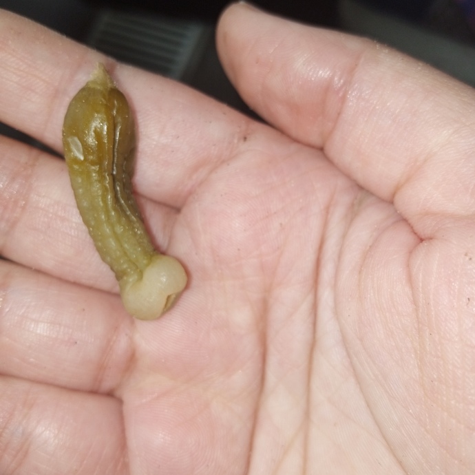 Küçük turşu buldum 🤣 bu ne böyle?