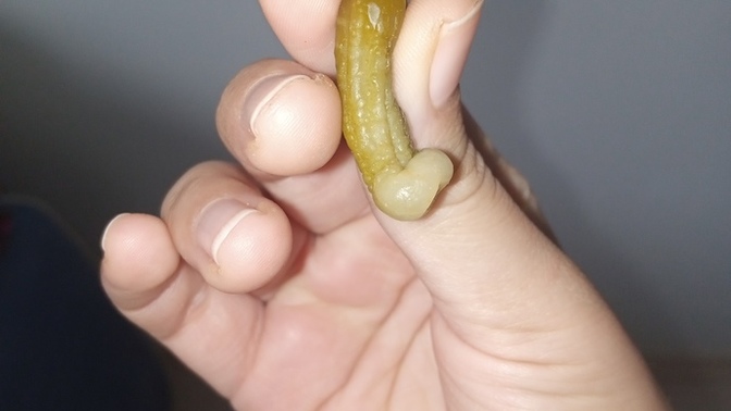 Küçük turşu buldum 🤣 bu ne böyle?
