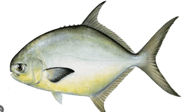 Pompano