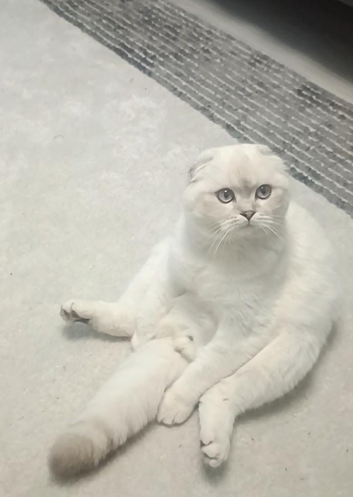 Evet tanıştırayım Milka ve Mörfi 😀? Dünyam?