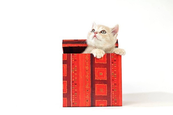 Öğretmenler gününde öğretmene kedi hediye edilir mi?