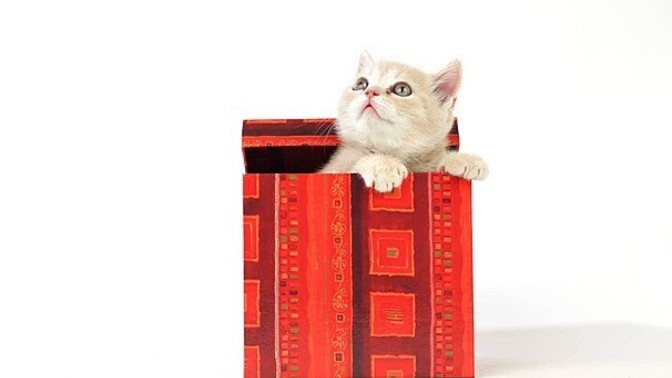 Öğretmenler gününde öğretmene kedi hediye edilir mi?