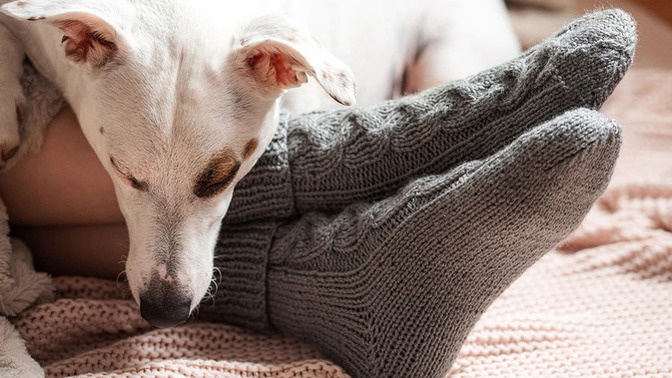 Evdeki köpeğimin patilerinden kaynaklanan zemin lekelerini hızlıca temizlemek için ne önerirsiniz?