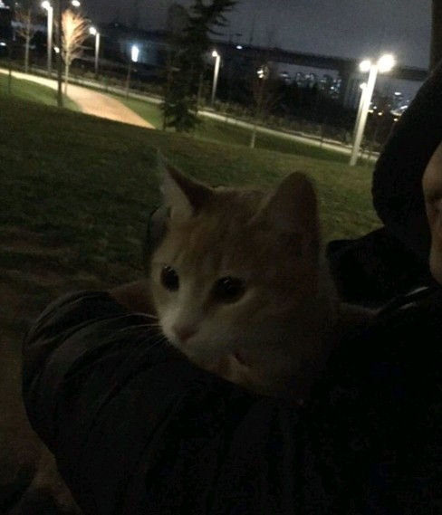 Hiç bir sokak hayvanını beslediniz mi?