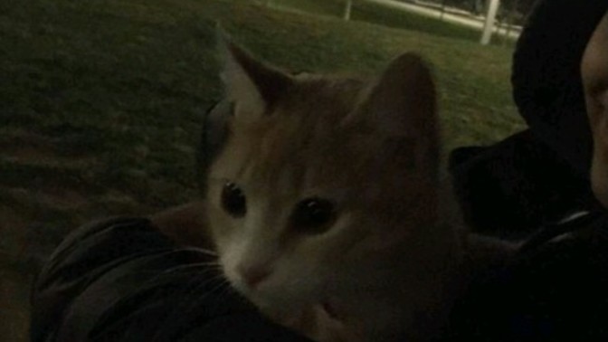 Hiç bir sokak hayvanını beslediniz mi?