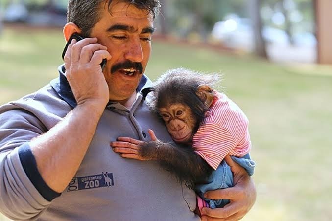 Yavru bir maymunu size verip bir hafta bizim için bakarmısın deseler ne yaparsın?