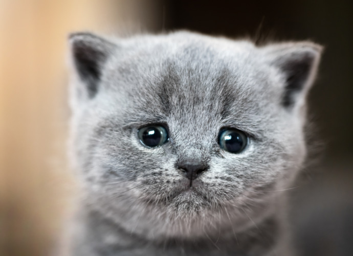 Kedi alerjinizin olduğunu sonradan öğrenseniz kedinize bakmaya devam eder misiniz?