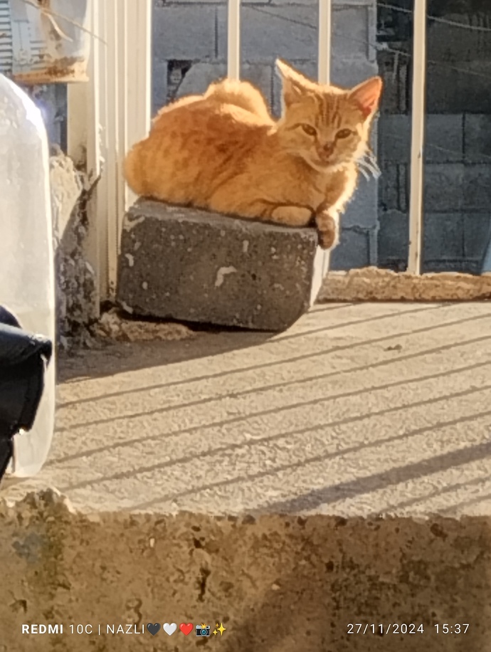 Kediler ve Nazlılar her zaman haklıdır yapalım sözü 😹