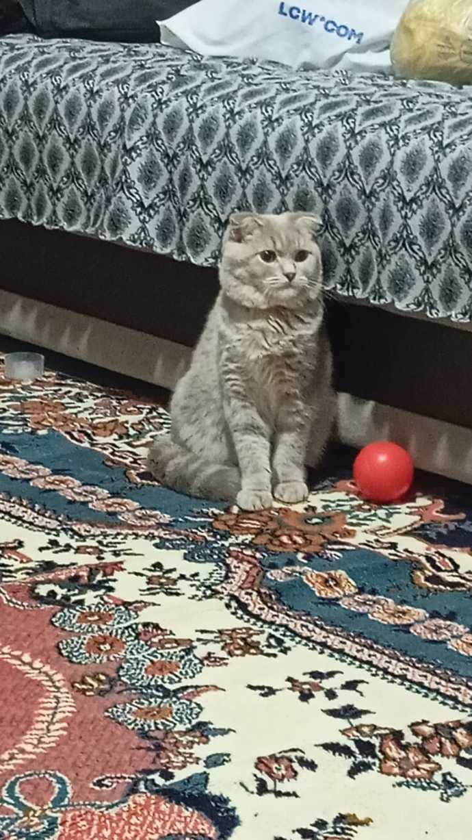 Kedim çok güzel değil mi?