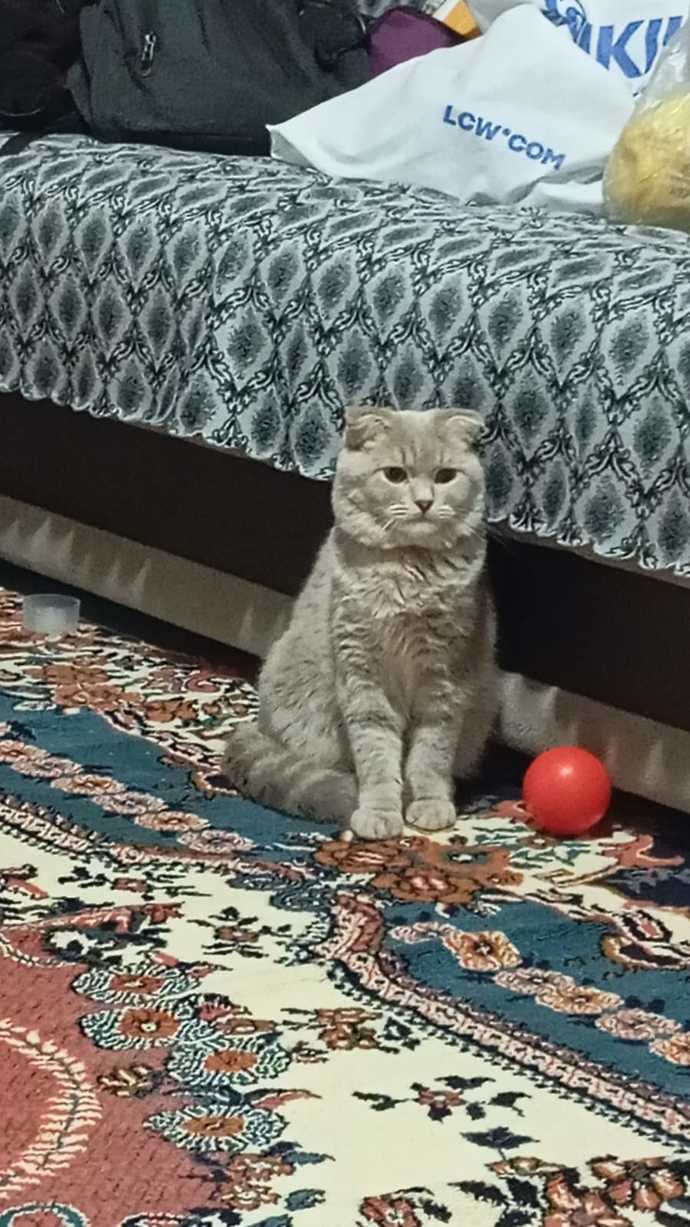 Kedim çok güzel değil mi?