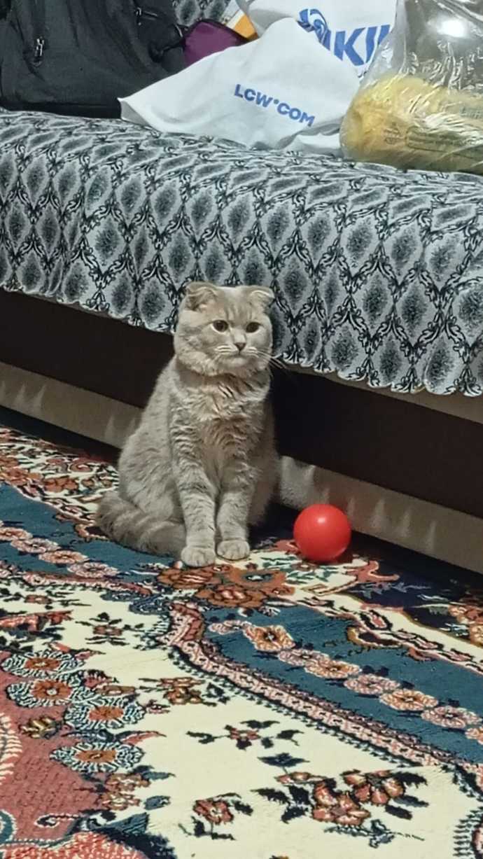 Kedim çok güzel değil mi?