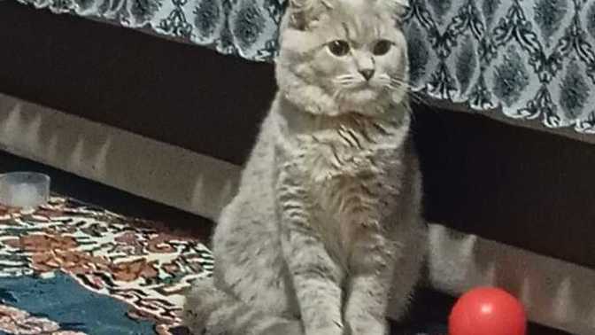 Kedim çok güzel değil mi?