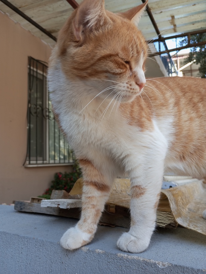 Siz de sokakta gördüğünüz her kediyi sevip fotoğrafını çekiyor musunuz?