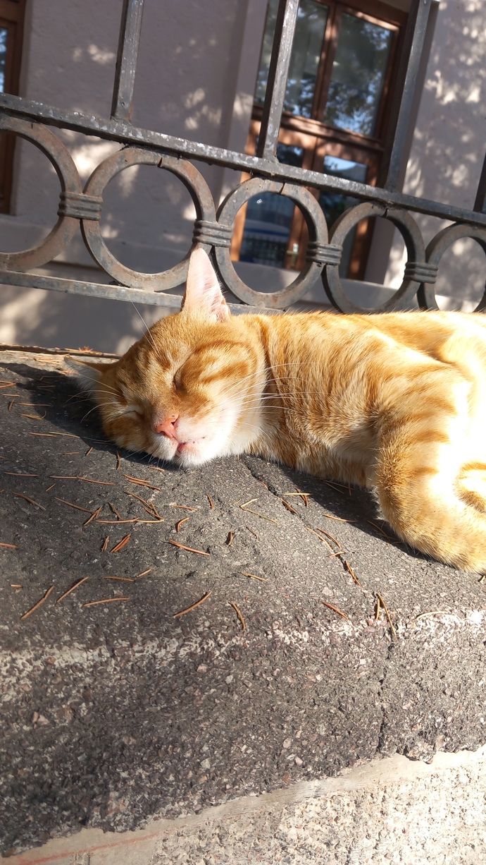 Siz de sokakta gördüğünüz her kediyi sevip fotoğrafını çekiyor musunuz?