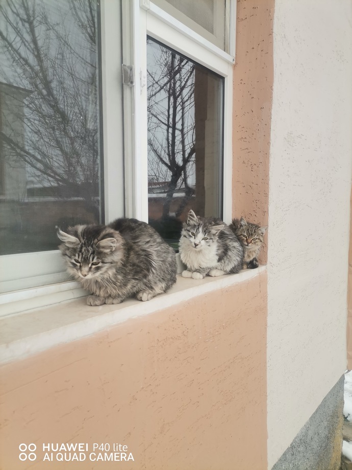 Siz de sokakta gördüğünüz her kediyi sevip fotoğrafını çekiyor musunuz?