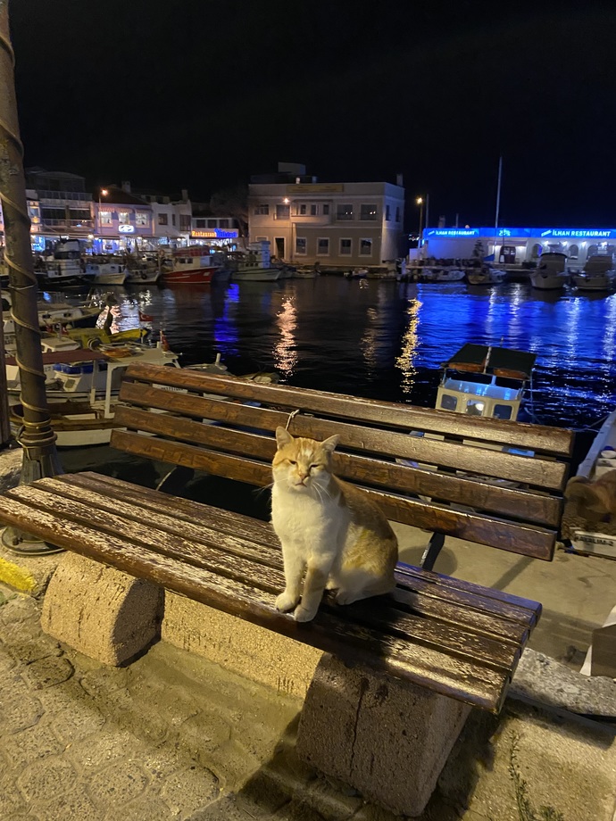 Siz de sokakta gördüğünüz her kediyi sevip fotoğrafını çekiyor musunuz?
