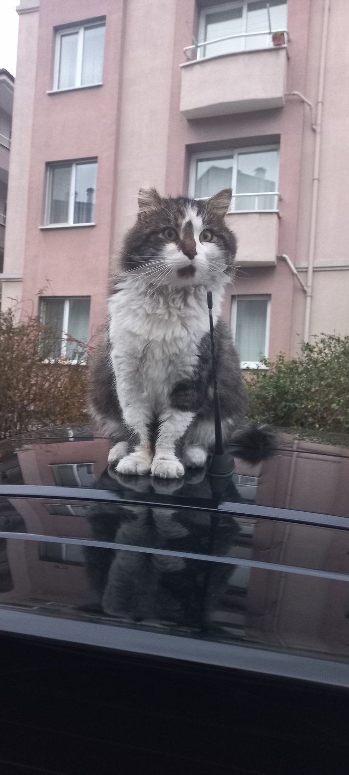 Siz de sokakta gördüğünüz her kediyi sevip fotoğrafını çekiyor musunuz?