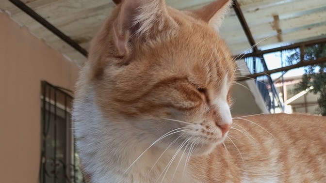 Siz de sokakta gördüğünüz her kediyi sevip fotoğrafını çekiyor musunuz?