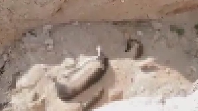 Öldürülen hayvanların ardından grev düzenler miydiniz?