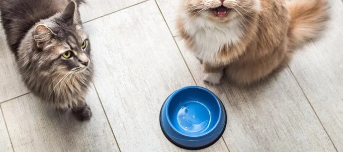 Köpeğin veya kedin varsa mama alanını temiz tutmanın kolay yollu ne yapıyorsun?