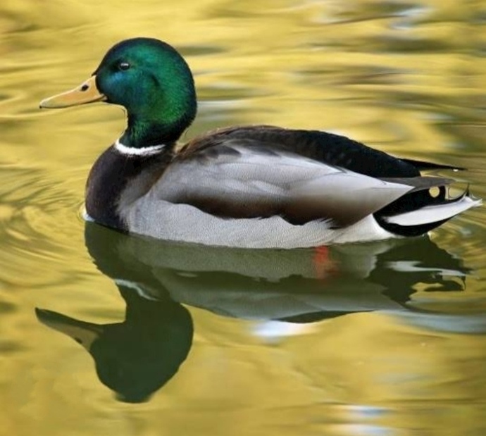 Yeşil ördek gibi 🦆 bilmediğiniz sulara dalarmısınız?