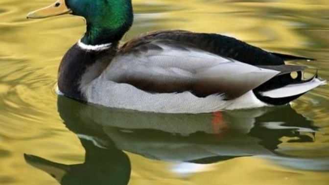 Yeşil ördek gibi 🦆 bilmediğiniz sulara dalarmısınız?