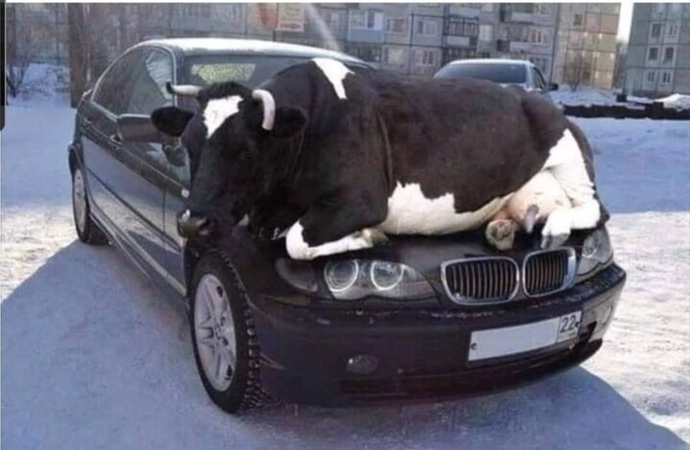 Tek istedikleri soğuk kış günlerinde biraz ısınmak lütfen aracı çalıştırmadan önce kaputun üzerini kontrol edin olur mu?🤭🤭?