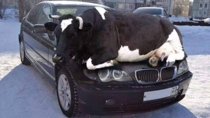 Tek istedikleri soğuk kış günlerinde biraz ısınmak lütfen aracı çalıştırmadan önce kaputun üzerini kontrol edin olur mu?🤭🤭?