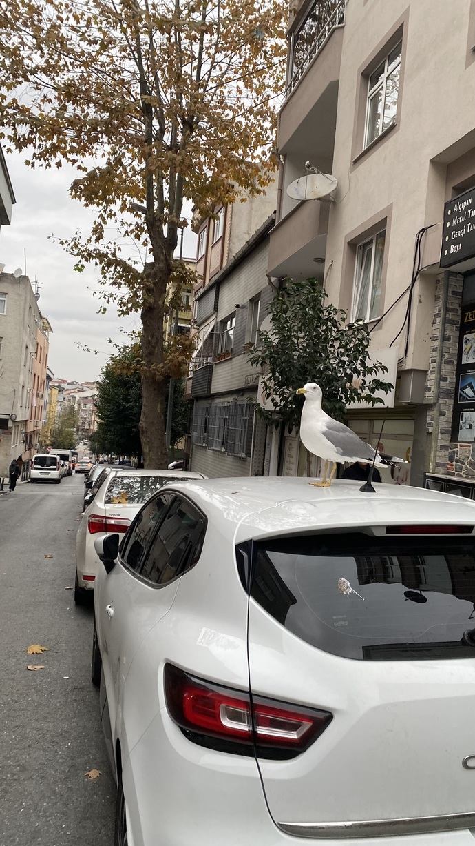 Selam, ne yapıyorsunuz?