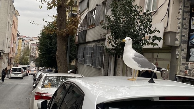 Selam, ne yapıyorsunuz?