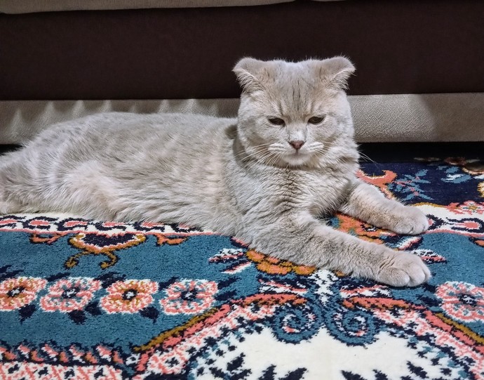 Kedişim Mars sizce dişi midir erkek mi?
