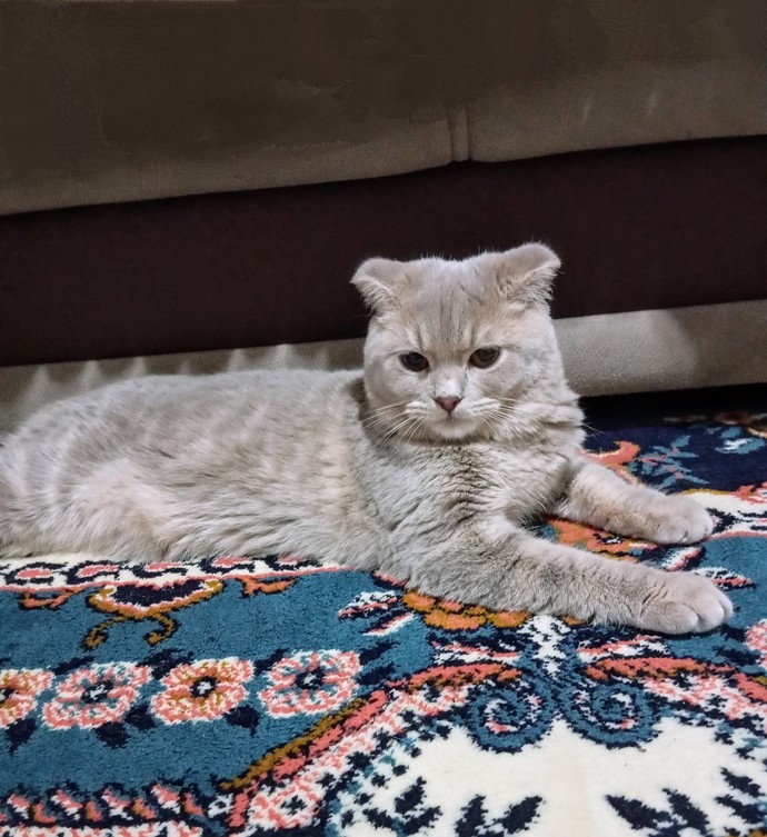 Kedişim Mars sizce dişi midir erkek mi?