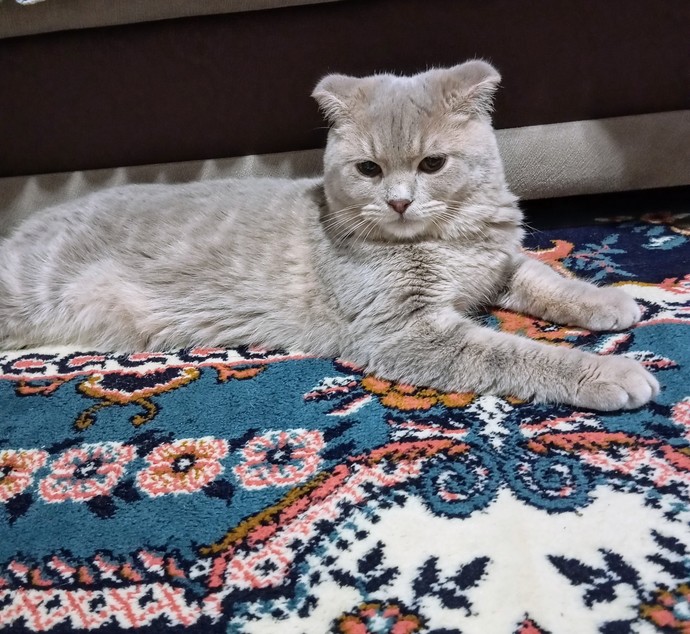 Kedişim Mars sizce dişi midir erkek mi?