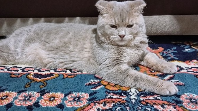 Kedişim Mars sizce dişi midir erkek mi?