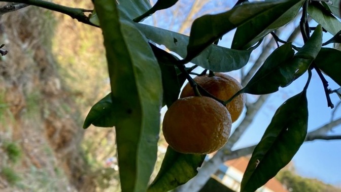 Hiç daha önce ağaç🌲/meyve 🍊 ağacı🌳 diktin mi?