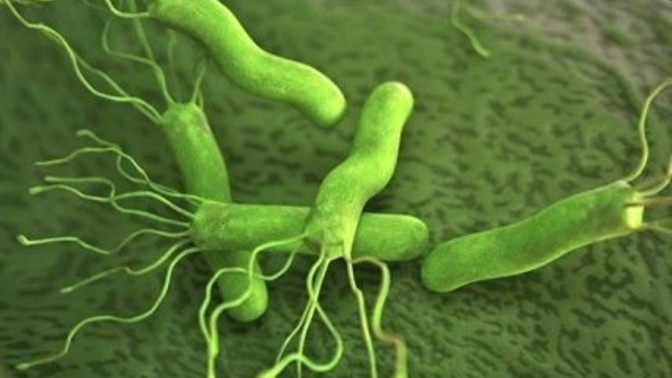 Helikobakteri pylori ve kronik gastrit?