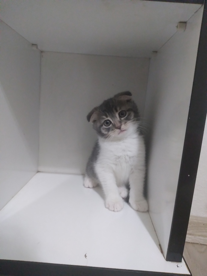Pamuk şeker ister misiniz?