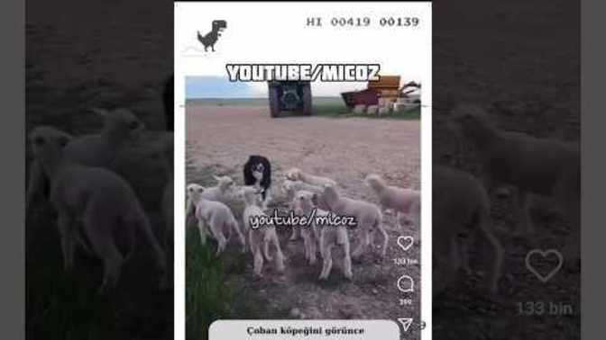 Gördüğüm en tatlı videolardan?