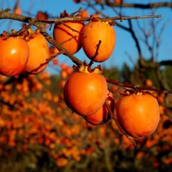 Hachiya hurması yediniz mi?