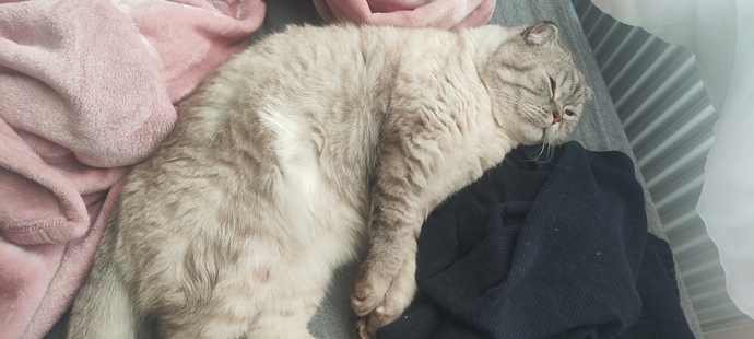 Kedi sevmeyen insandan olur mu?