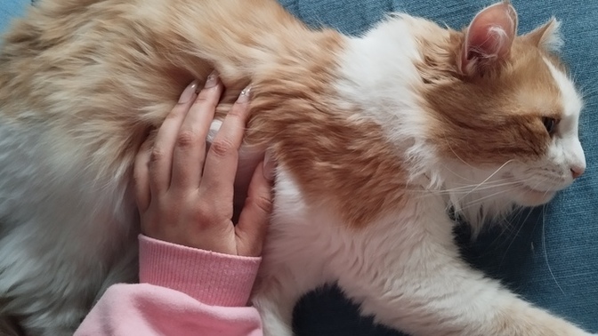 Kedi sevmeyen insandan olur mu?