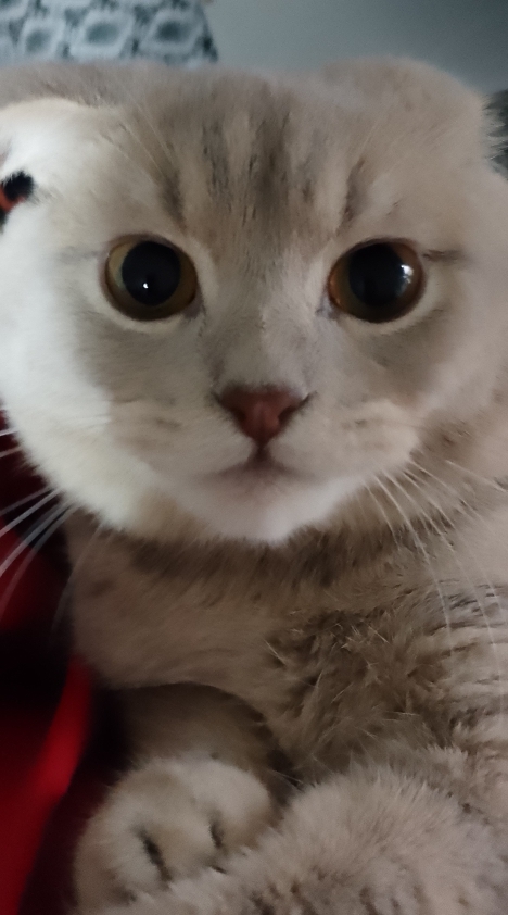 Kedim peluş oyuncaklara benzemiyor mu?