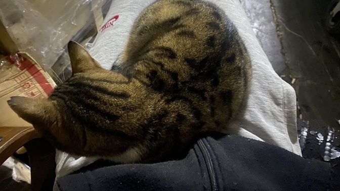Şimdi şu masum kedinin rahatını bozmam kötülük olur mu?