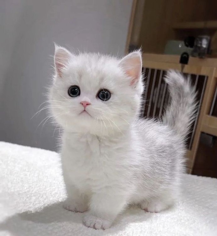 Kedi olsaydınız isminizi ne koyardım söyleyim mi?
