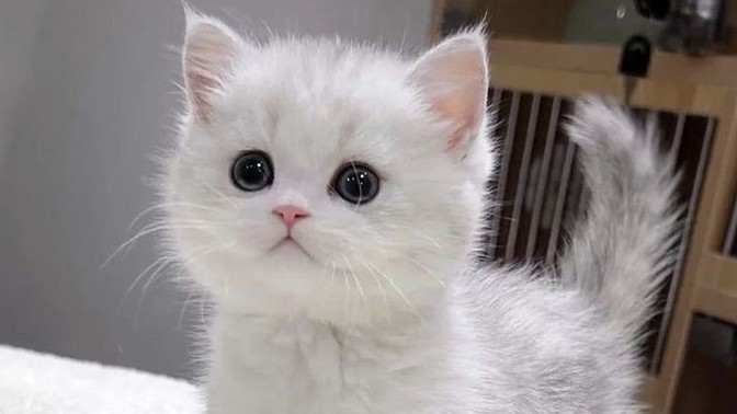 Kedi olsaydınız isminizi ne koyardım söyleyim mi?