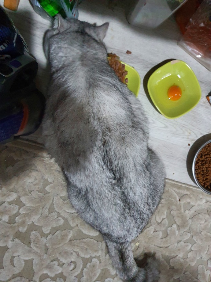 Anneme kediye yaş mama verme diyorum ama veriyor. Kedi kilolu gözüküyor mu?
