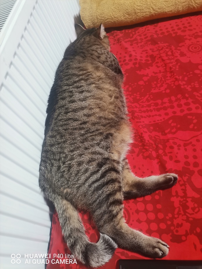 Anneme kediye yaş mama verme diyorum ama veriyor. Kedi kilolu gözüküyor mu?
