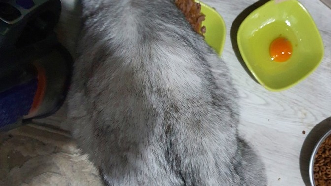Anneme kediye yaş mama verme diyorum ama veriyor. Kedi kilolu gözüküyor mu?
